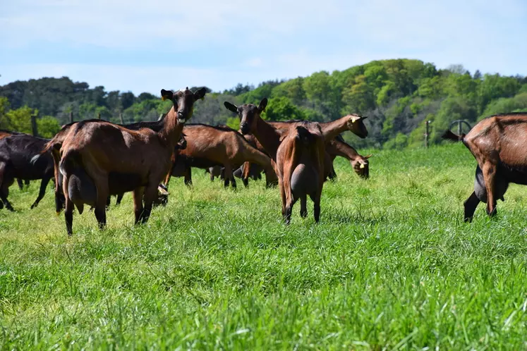 Les différents essais réalisés par l'Inrae permettent d'affirmer que « les chèvres pâturent plus, plus vite et plus longtemps que les vaches laitières, si l'on rapporte les données au kilo de poids vif des animaux ».