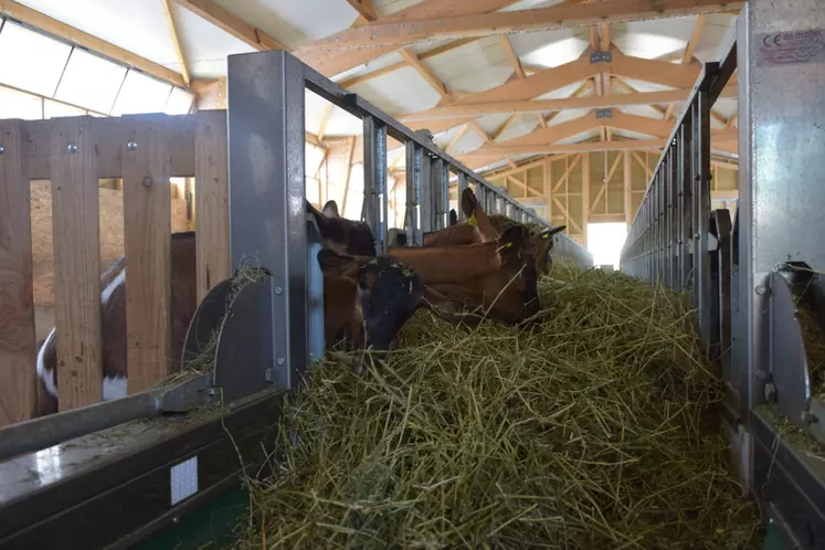 Le bâtiment dimensionné pour accueillir 130 chèvres en lactation est équipé d'un tapis d'alimentation, permettant de limiter la largeur totale.