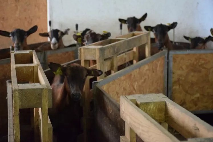 Le couloir d'arrivée à la salle de traite a été aménagé avec des "freins" pour ralentir les chèvres avant leur arrivée sur le quai.