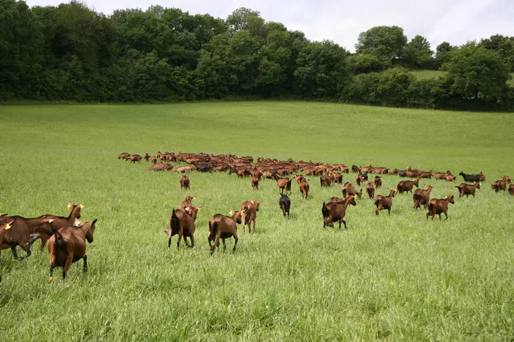Quelles seront les conséquences de la Pac 2023-2027 pour les éleveurs caprins français ?
