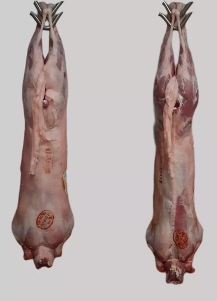 Les chevreaux croisés ont présenté toutes les caractéristiques physiques de la race Boer (animal massif et court sur pattes), qui se sont traduites par une longueur de carcasse plus faible, des gigots plus courts, et une carcasse mieux conformée.