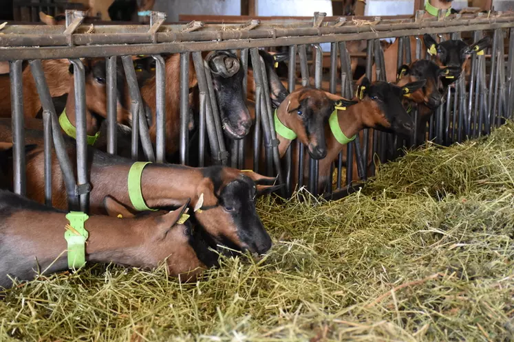 « Il faut faire confiance à ses fourrages et à la capacité des chèvres de les valoriser », explique Bertrand Bluet de l'Institut de l'élevage, c'est un des leviers pour améliorer son autonomie protéique.