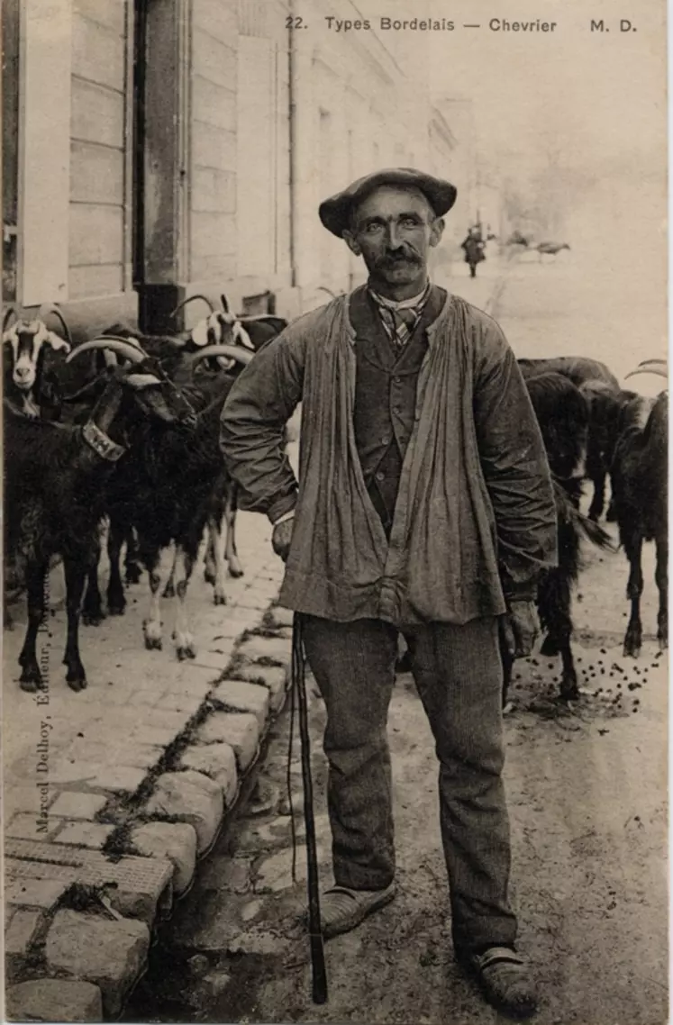 Chevrier dans les rues bordelaises avec ses chèvres.