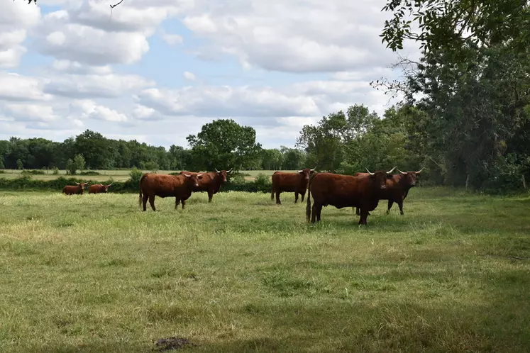 Les 65 vaches allaitantes de l'exploitation valorisent les 60 hectares de prairies permanentes.