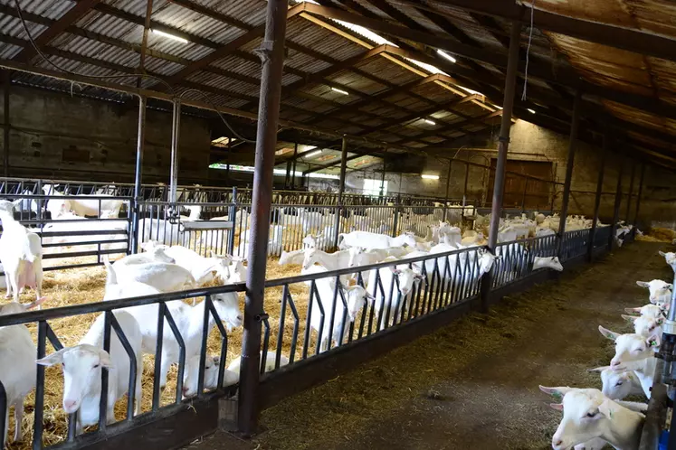 Avec des lots de maximum 120 chèvres, les éleveurs voient immédiatement si un animal a un problème.