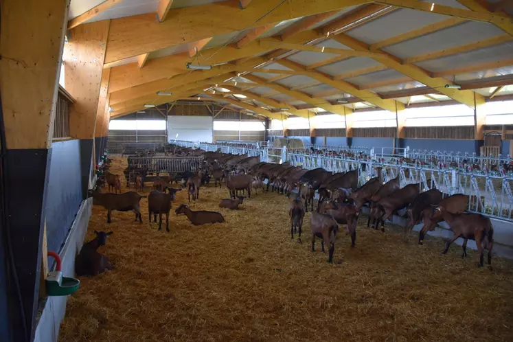 Isolation du toit, ouvertures latérales, curage fréquent, abreuvoirs en nombre... L'adaptation des chèvreries à la chaleur est indispensable dès leur conception.