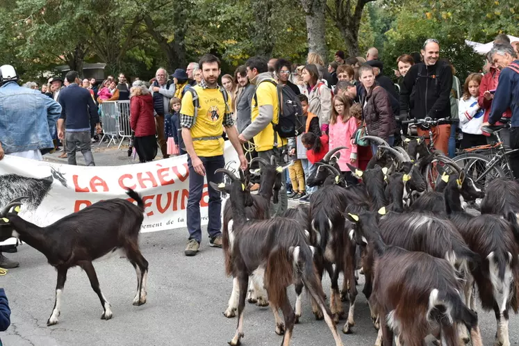 Une vingtaine d'animaux ont parcouru les rues de Poitiers pour une transhumance urbaine lors de la fête de la chèvre poitevine fin septembre.