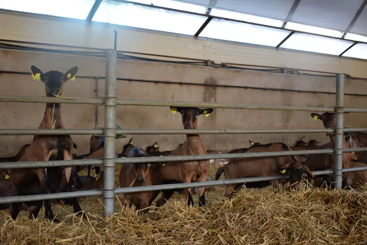 Les chèvres qui poursuivent des lactations longues font souvent partie des plus fortes productrices.