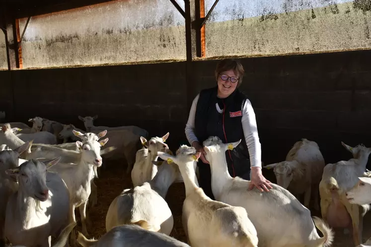 À Saurais dans les Deux-Sèvres, Nathalie Maudet élève un peu plus de 400 chèvres et 35 mères parthenaises sur 70 hectares.