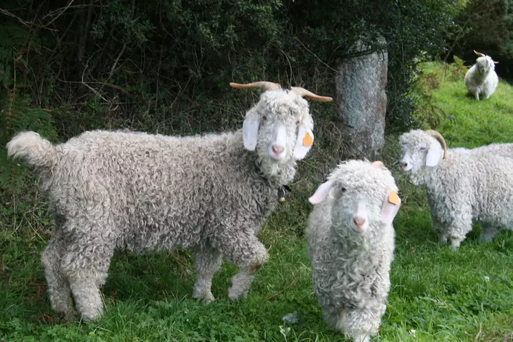 Les éleveurs d'angora disposent d'un catalogue de reproducteurs, notés selon la qualité de leur laine. © D. Hardy