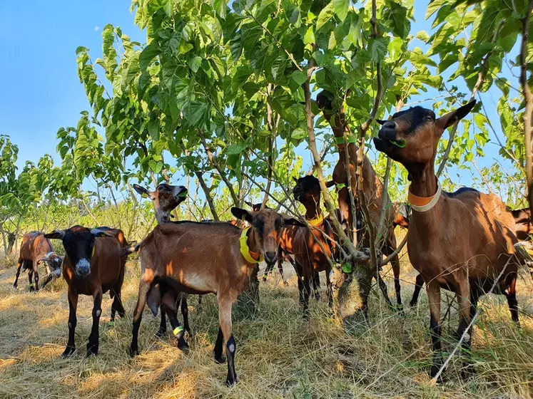 Pour les chèvres du lot "mûriers" de la ferme du Pradel, le pâturage des arbres à apporté les deux tiers de leur ration fourragère.