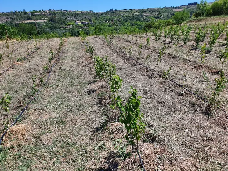 Pour répondre aux questions sur la gestion des mûriers, une nouvelle plantation « en haute densité » a été faite au Pradel en mars 2022. 1 300 mûriers ont été ...