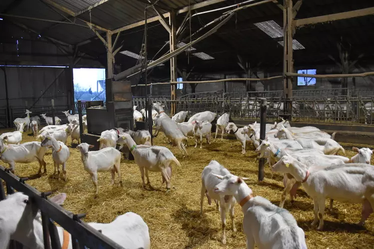 Les DAC installés il y a 20 ans apportent la ration en concentré aux chèvres.