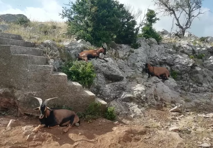 Les chèvres ensauvagées du pic de Vissou dans l'Hérault.