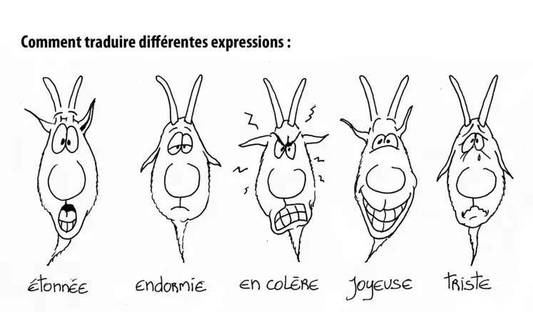 Les différentes expressions des chèvres d'Alain Chrétien