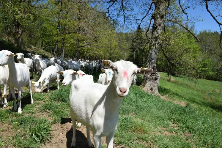 Chèvres Saanen au pâturage