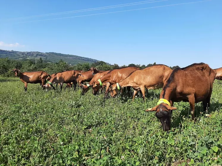 Des associations fourragères sont testées sur la ferme expérimentale caprine du Pradel, avec des conditions particulièrement sèches cette année.