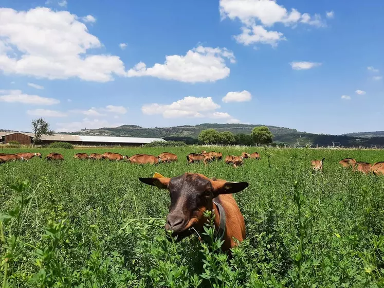 Des associations fourragères sont testées sur la ferme expérimentale caprine du Pradel, avec des conditions particulièrement sèches cette année.