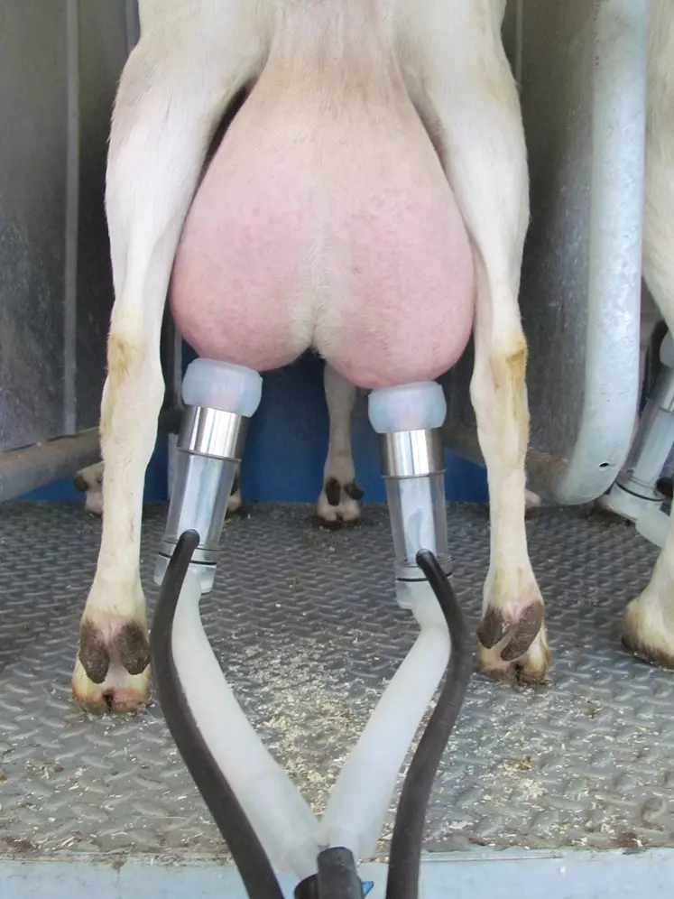 Faisceau trayeur chèvre SAC milking