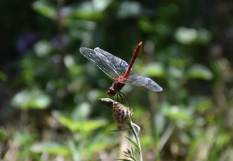 Libellule Sympetrum sanguineum