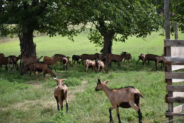 Chèvres pâturant à l'ombre des arbres.