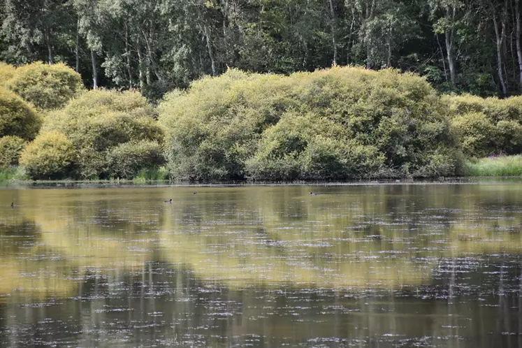 Lac reflétant la végétation