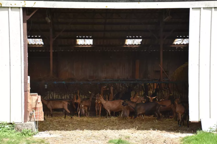 Chèvres à l'ombre sous le hangar, protégées du soleil