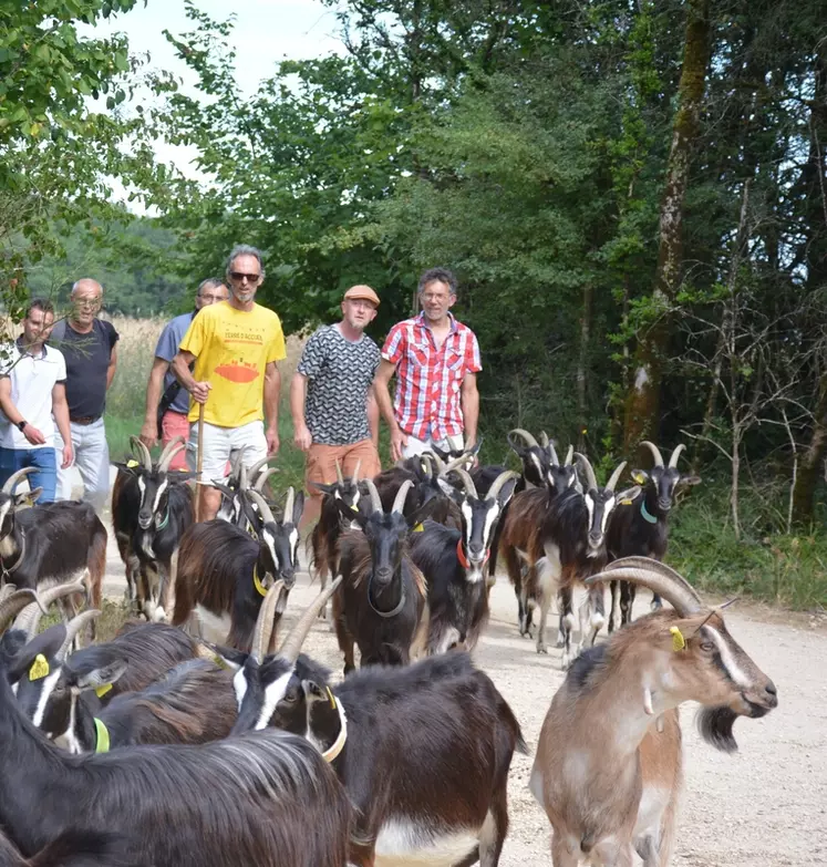 Chèvres poitevines au retour du pâturage avec éleveurs et touristes, randonneurs