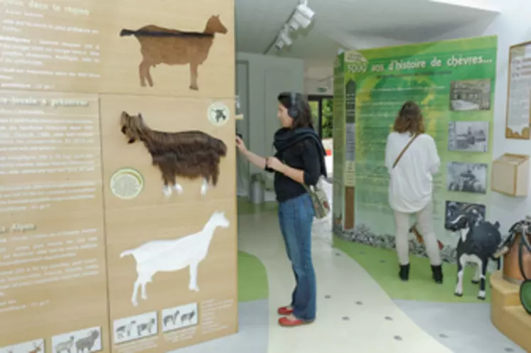 espace exposition maison des fromages de chèvre, visiteur lisant un panneau explicatif