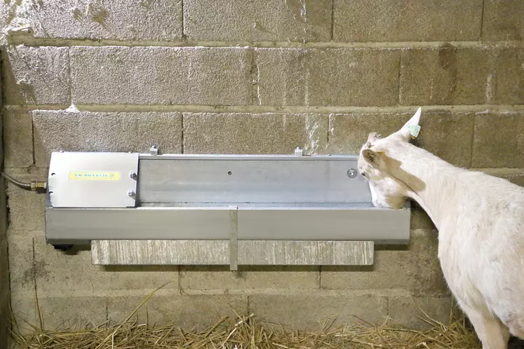 En conditions froides, une baisse de la consommation d’eau est généralement observée chez les chèvres quand la température de celle-ci descend sous les 10 °C.