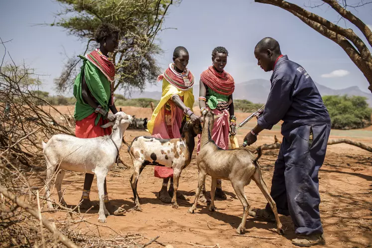 Vaccination des chèvres au Kenya