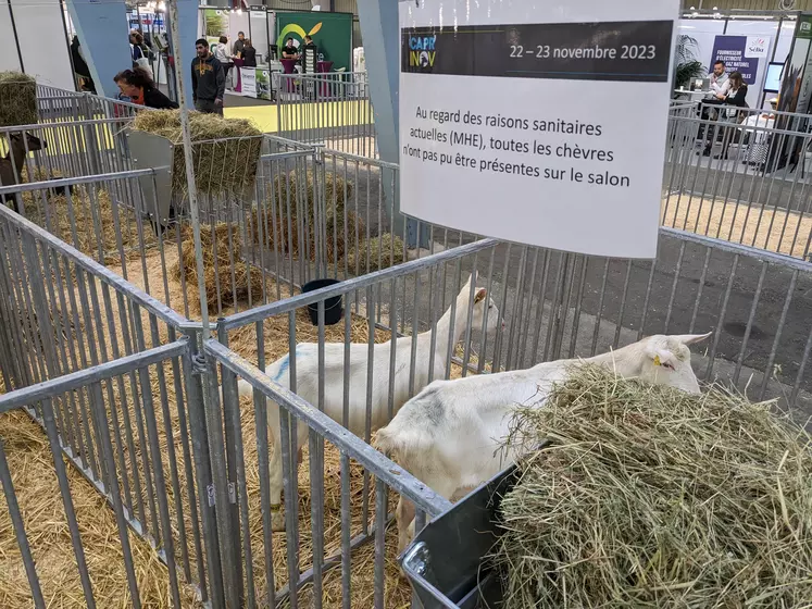 Chèvres dans un enclos au salon Capr'Inov 2023 et panneau indiquant qu'il y a peu d'animaux.