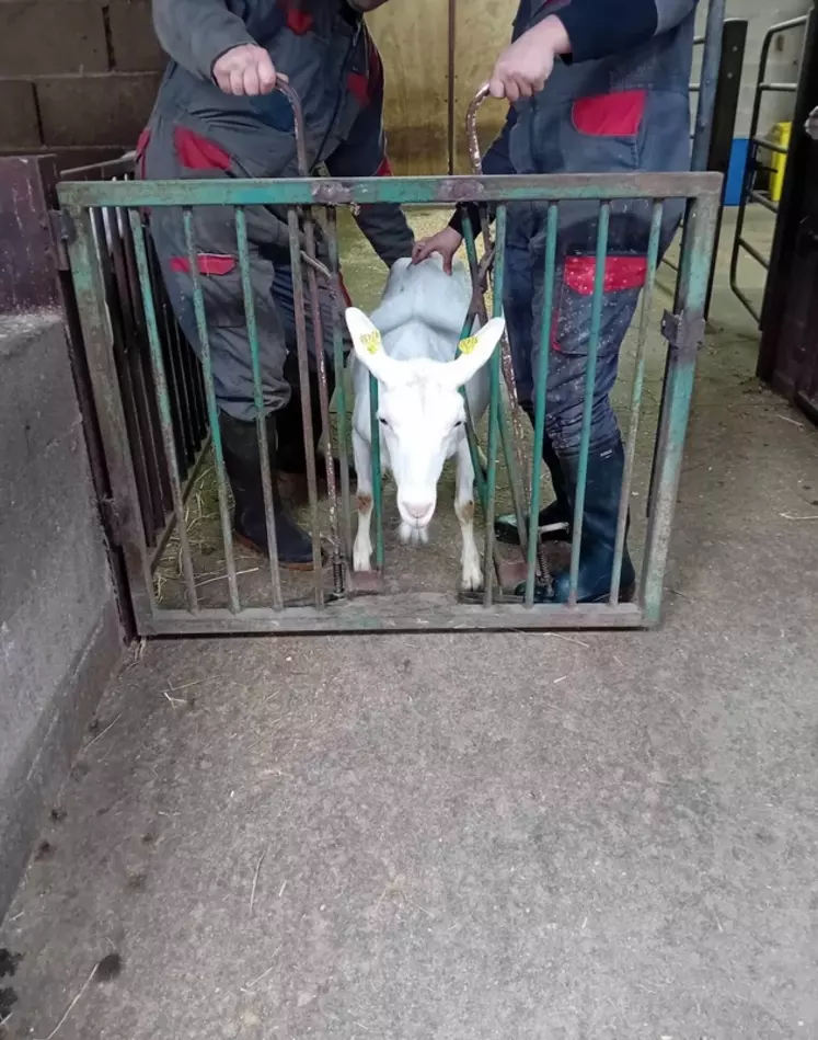 cornadis-portillon pour inséminer les chèvres avec une chèvre et deux éleveurs