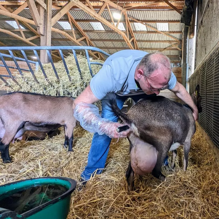 Grégory Gilbert, éleveur dans la Sarthe, aide une chèvre à mettre bas.