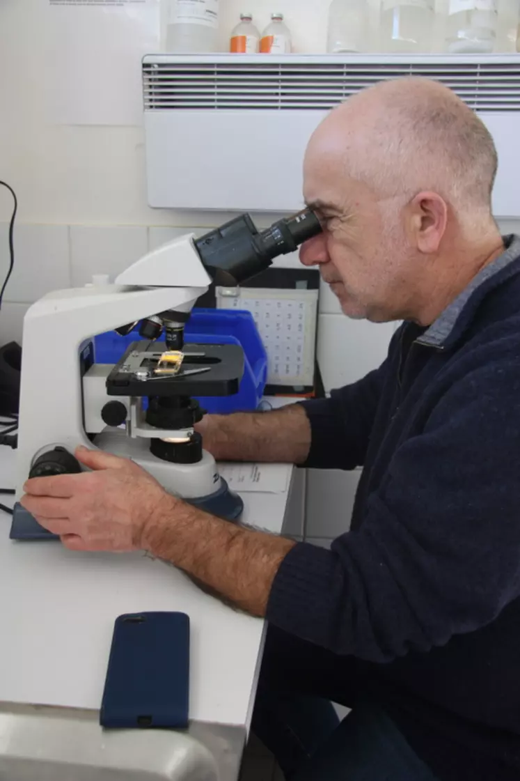 Vétérinaire réalisant une coprologie au microscope 