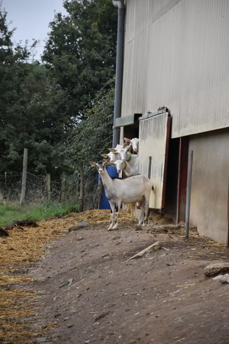 Chèvres à la porte donnant accès à un air d'exercice extérieur en Vendée