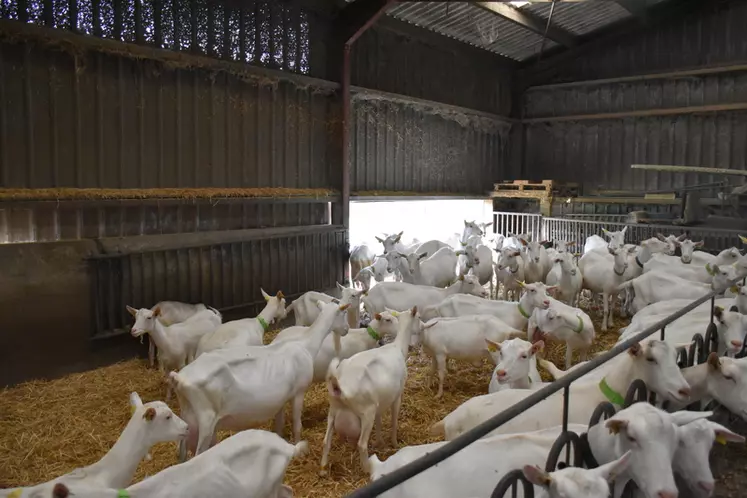 Intérieur d'un bâtiment caprin avec chèvre saanen et une sortie vers l'extérieur en Vendée