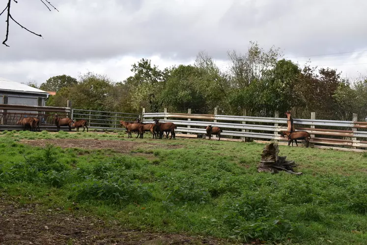 boucs dehors dans un air d'exercice extérieur en Vendée