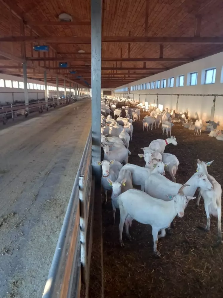 Chèvres saanen en bâtiment