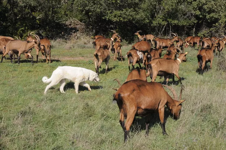 Chien de protection au milieu d'un troupeau de chèvres alpines.