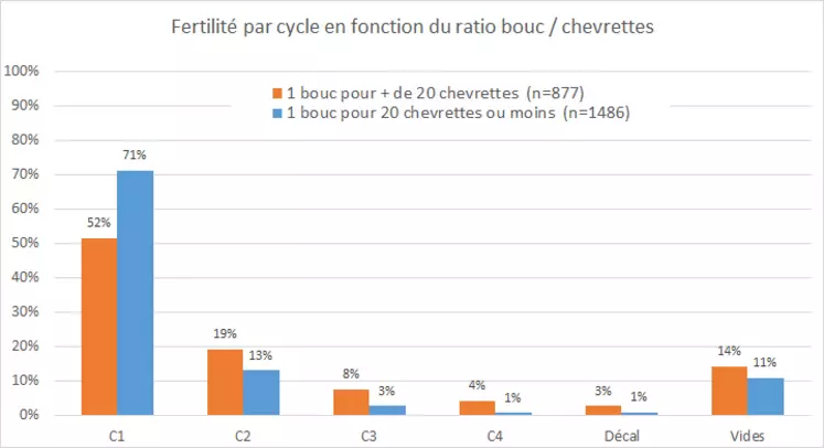 Fertilité par cycle en fonction du ratio bouc / chevrettes 