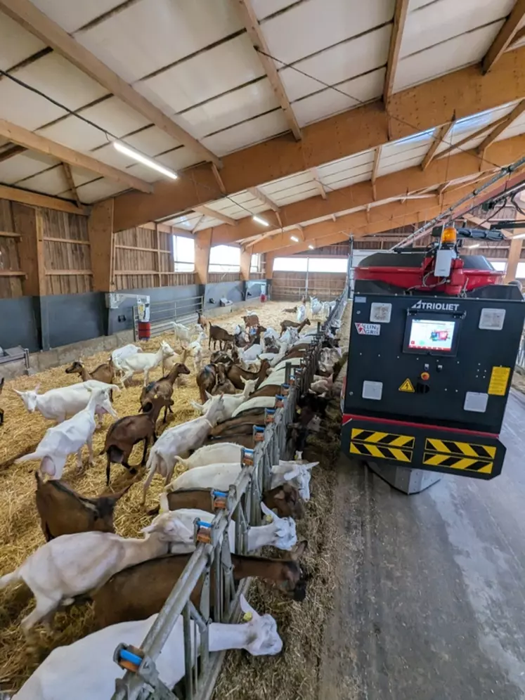Distribution d'aliment aux chèvres avec le robot Trioliet