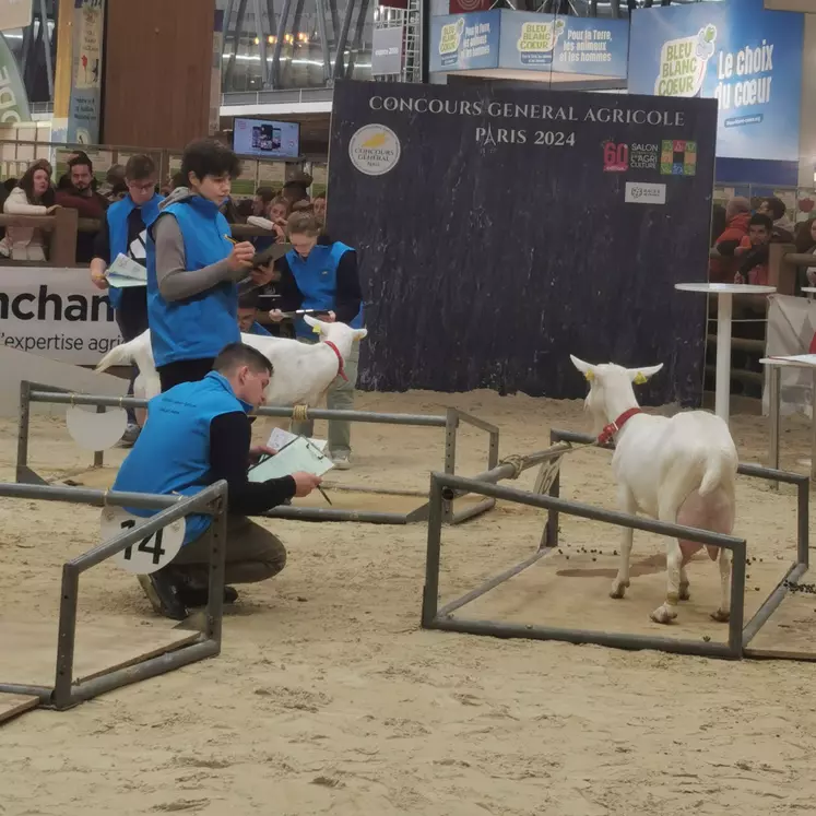 Concours de de jugement des animaux par les jeunes en caprin 