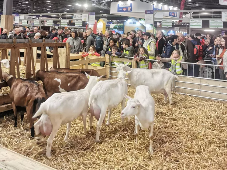 Les chèvres au Salon de l'agriculture 2024.