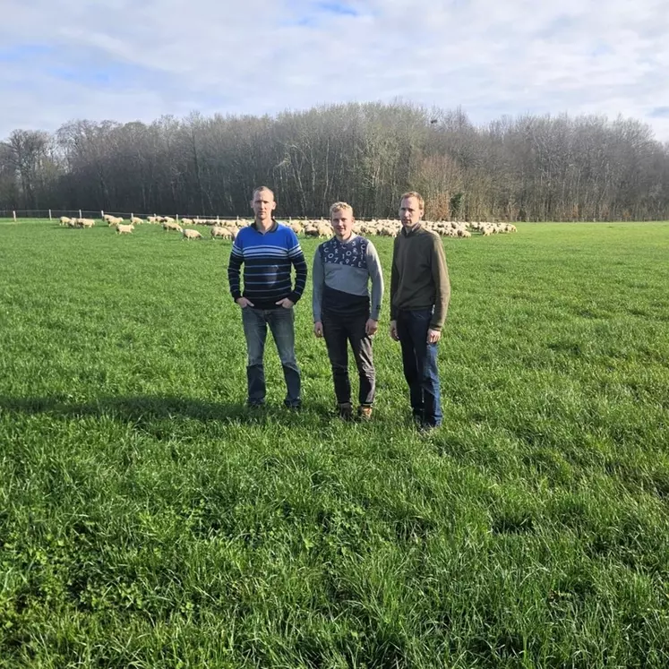 Trois éleveurs dans une prairie devant des moutons