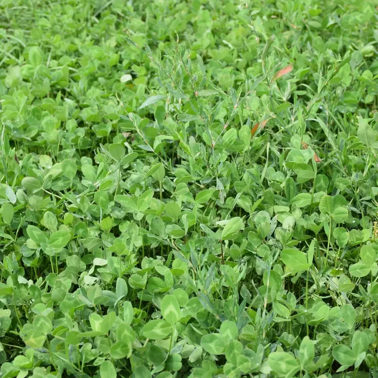 Prairie multi-espèces avec fétuque, dactyle, ray-grass et trèfles