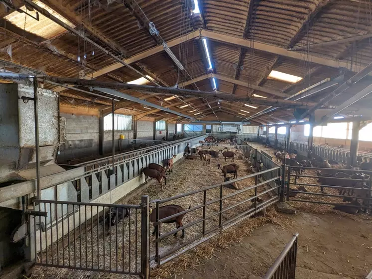 A l'intérieur de la chèvrerie