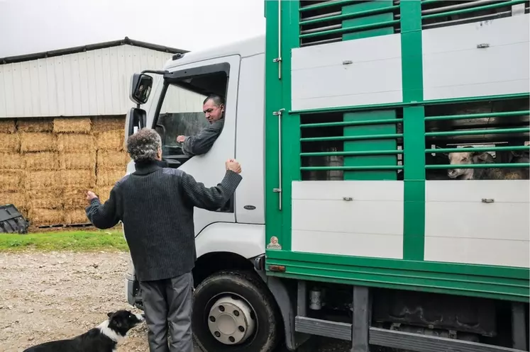 Transport d'animaux vivants. camion bétaillère. ovins. chargement. éleveur et chauffeur de camion. discussion. agriculteur et chien. cour de ferme.
