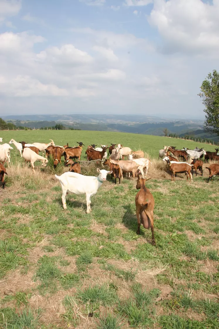Chèvres en occitanie