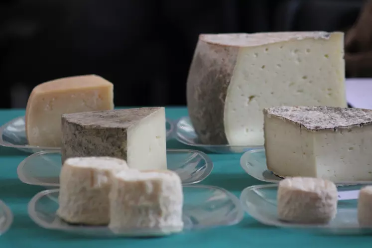 Fromages fermiers de Bourgogne en dégustation